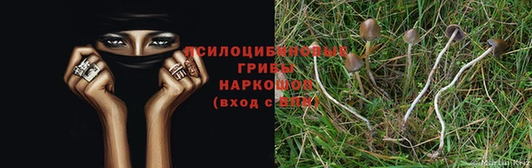 крисы Алзамай
